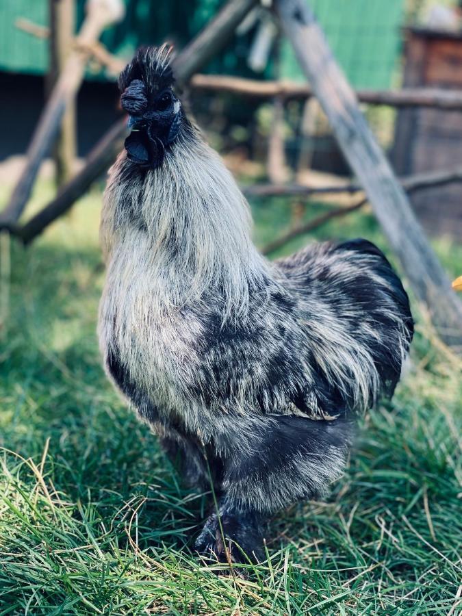 Ferienwohnung Seidenhuhn Kiefersfelden Exterior foto